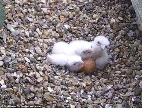 Three peregrine falcon chicks have hatched atop cathedral - year after ...