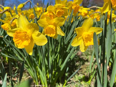 What to Know About the Month of March | Fun Facts About March