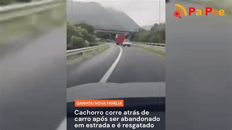 Cachorro corre atrás de carro após ser abandonado em estrada e é resgatado