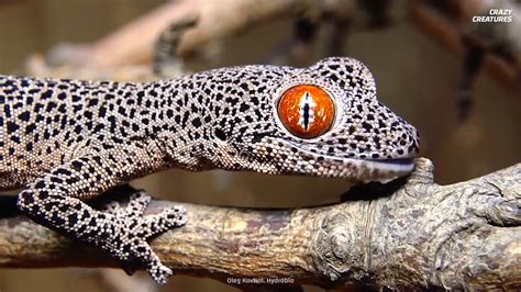 Watch what happens when a small lizard defends itself in the most revolting way