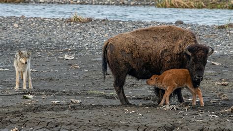 Watch what happens when a mother bison protects her calf from a wolf