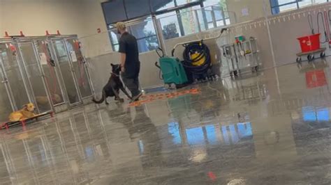 Suspect in Working Dogs of Nevada animal abuse case allegedly detained by ICE
