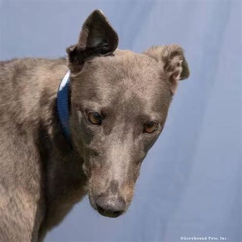 🐶 Gentle Greyhounds in Woodinville Ready for Adoption - NewsBreak