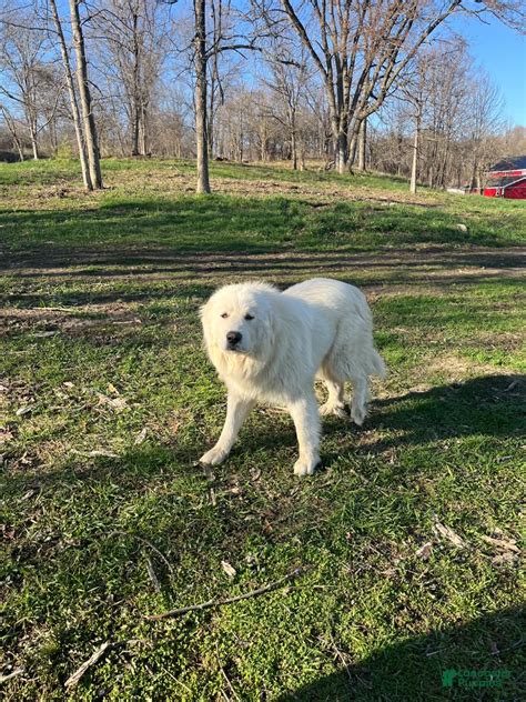 Paw Great Pyrenees for sale in Gouverneur | Lancaster Puppies