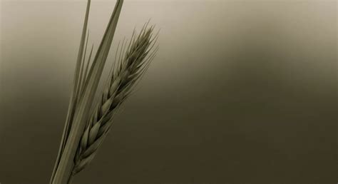 How Do Microplastics Adsorb Other Chemical Pollutants from Water? → Learn