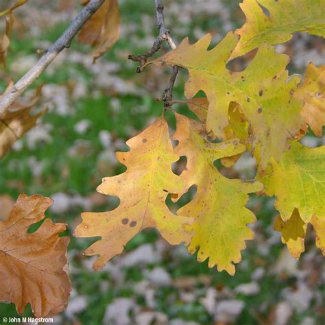 Learn About Bur Oak - Arbor Day Foundation