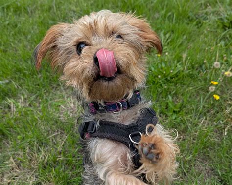 Toro | Cheltenham Animal Shelter