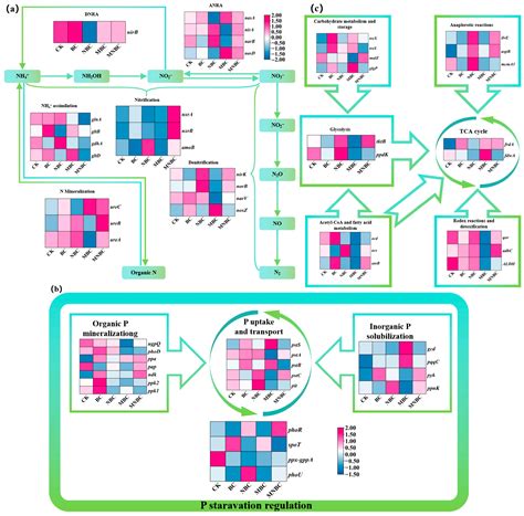 Interaction Between Nutrient-Laden Biochar and PGPR Reshapes ...