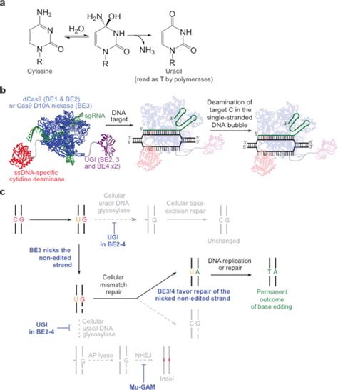 Base editing: precision chemistry on the genome and transcriptome of ...