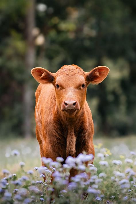 Photo to 3D Model for Personalized Gifts | AI Cartoonify | Paramecad