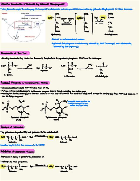 Amino Acid Image