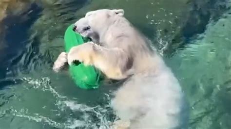 Koda the polar bear plays with pickle