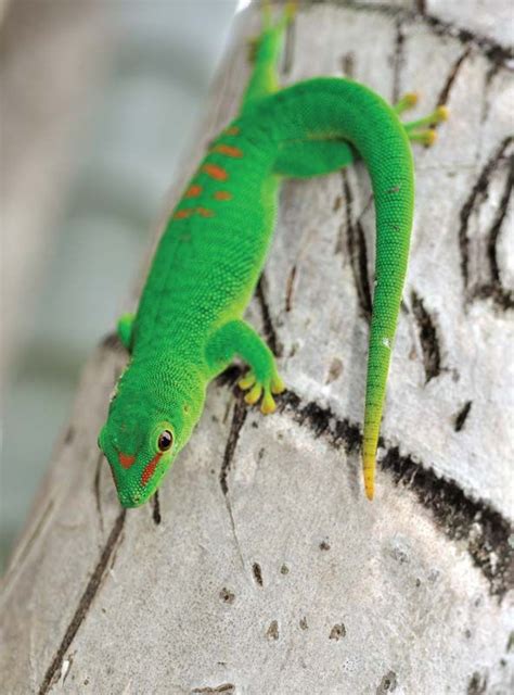 Gecko | Species, Diet, & Facts | Britannica