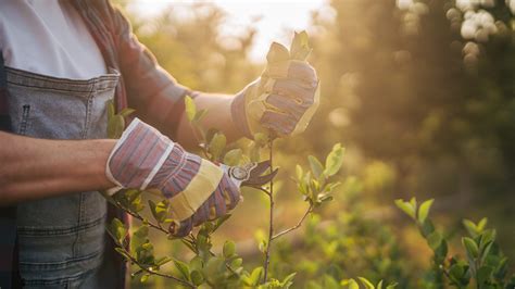 When to prune plants and the benefits of no-till gardening