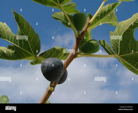 feigenbaum 1 Stock Photo - Alamy