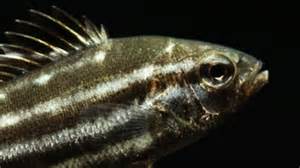 Bush tucker grunter: The native fruits Far North fish like to nosh on ...