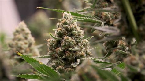 TN law banning THCA products takes full effect July 1
