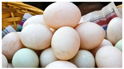 This egg sold for ₹25,000 in India—here’s the incredible story
