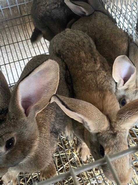 Coelhos grandes a venda Freixiel • OLX.pt