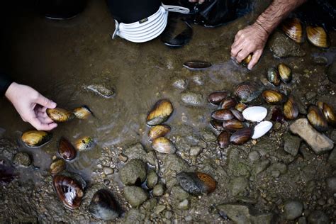 Endangered species in Darby creeks get critical habitat protection