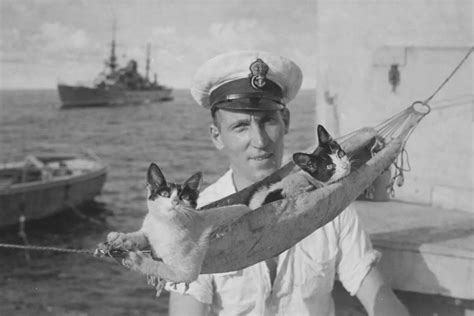 The Brave Cats of the Great War: Why Every Trench Unit Wanted a Feline ...