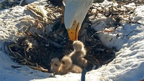Internet-famous bald eagles Jackie and Shadow's chick dies amid winter ...