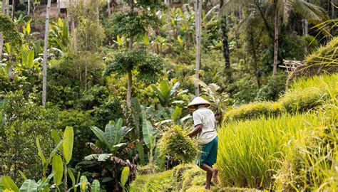 LAVANA UBUD (Bali) - Hotel Reviews & Photos - Tripadvisor