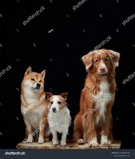 83,313 Medium Large Breed Dog Together Royalty-Free Images, Stock ...