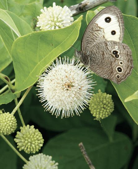 common buttonbush) (1.5', gallon pot) - Midsummer Farm