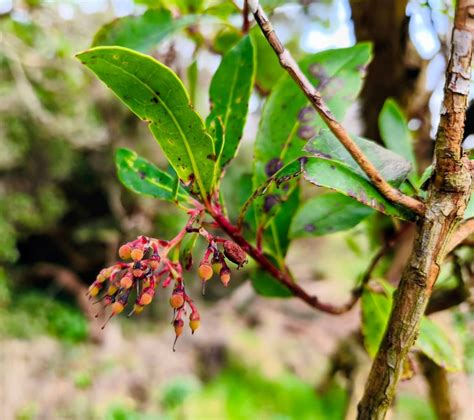 Strawberry trees forever: Fruits take a year to ripen so are always on ...