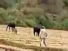 cheetah adaptation humans: Latest News & Videos, Photos about cheetah ...