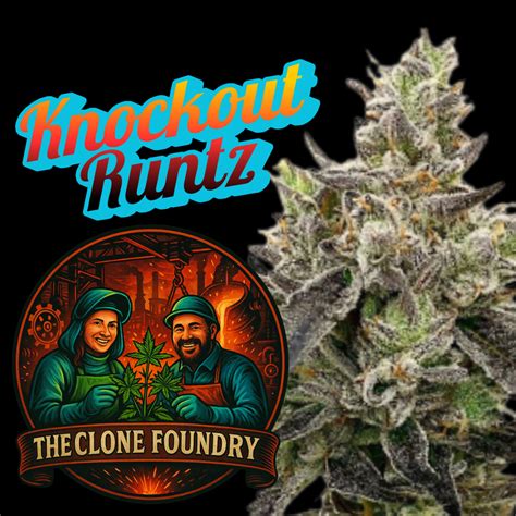 🌱 Knockout Runtz – The Clone Foundry