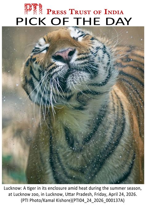 Cub, adult tiger found dead in Kanha, Balaghat; 23 dead so far this ...