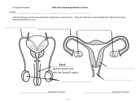Reproductive System Worksheet High School Anatomy And Physiology - School Worksheets