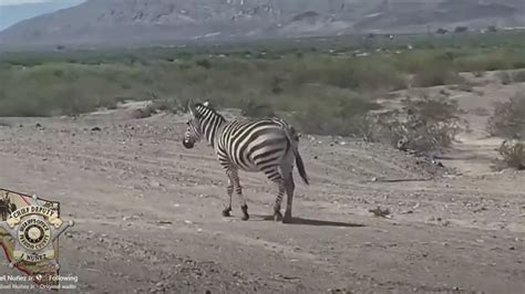 Zebra spotting by authorities in Presidio County