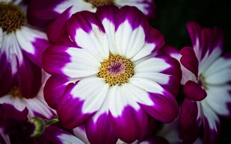 Download wallpaper 1680x1050 petals, flower, macro, plant widescreen 16 ...