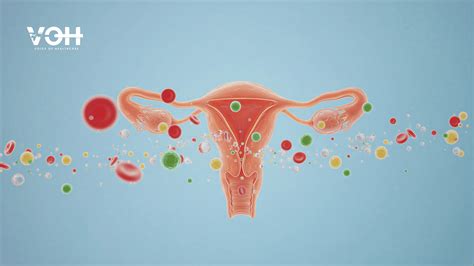 Menstrual Cycle Alters Blood Proteins: Study | Voice of Healthcare