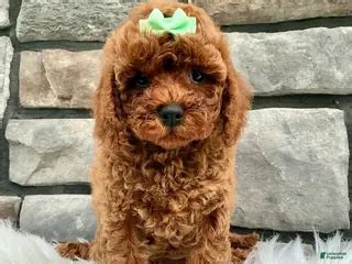 Cuddly Cavapoo Puppies for sale | Lancaster Puppies