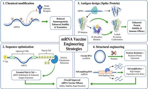 Frontiers | COVID-19 mRNA vaccines: a prospective outlook from ...