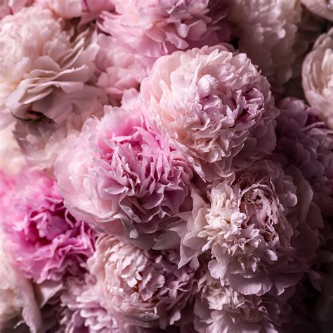 Flowers & Plants | Free Next-Day Flowers Delivery | M&S