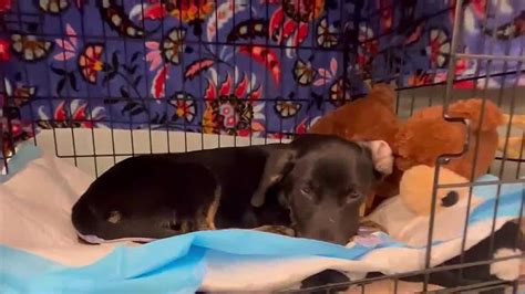 Parvovirus concerns rise in Kansas City