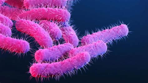 What is Shigella? The food poisoning bacteria in St. Clair County ...