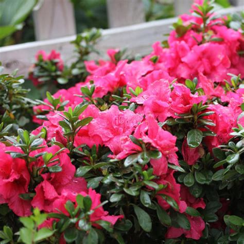 Rhododendron x Bloom-A-Thon Hot Pink Proven Winners Azalea | SiteOne US