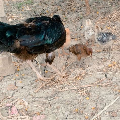 XX SeXy Porns 🤔 (@tpolifka) / Posts / X