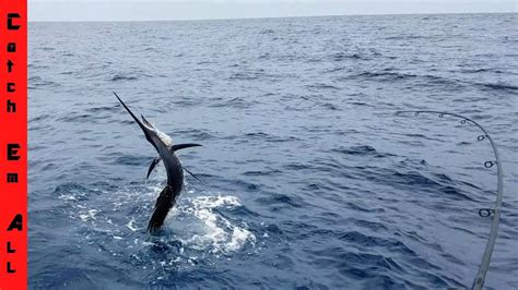 Sailfish catching