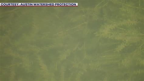 Hydrilla continues to spread in Lake Austin | FOX 7 Austin