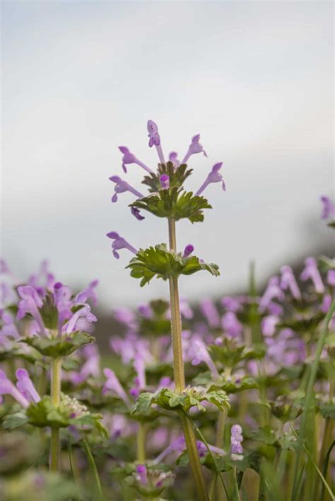 Henbit (Lamium amplexicaule) - How to Grow & Care Guide