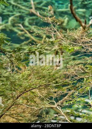 Close-up at spectacular coniferous tree branches in winter forest Stock ...