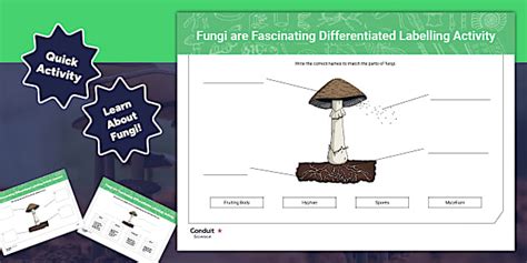 Fungi are Fascinating Differentiated Labelling Activity
