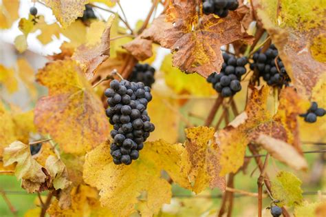 You don’t need to fly to France: These 2 Oregon wineries just made the ...